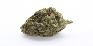 Cactus Breath